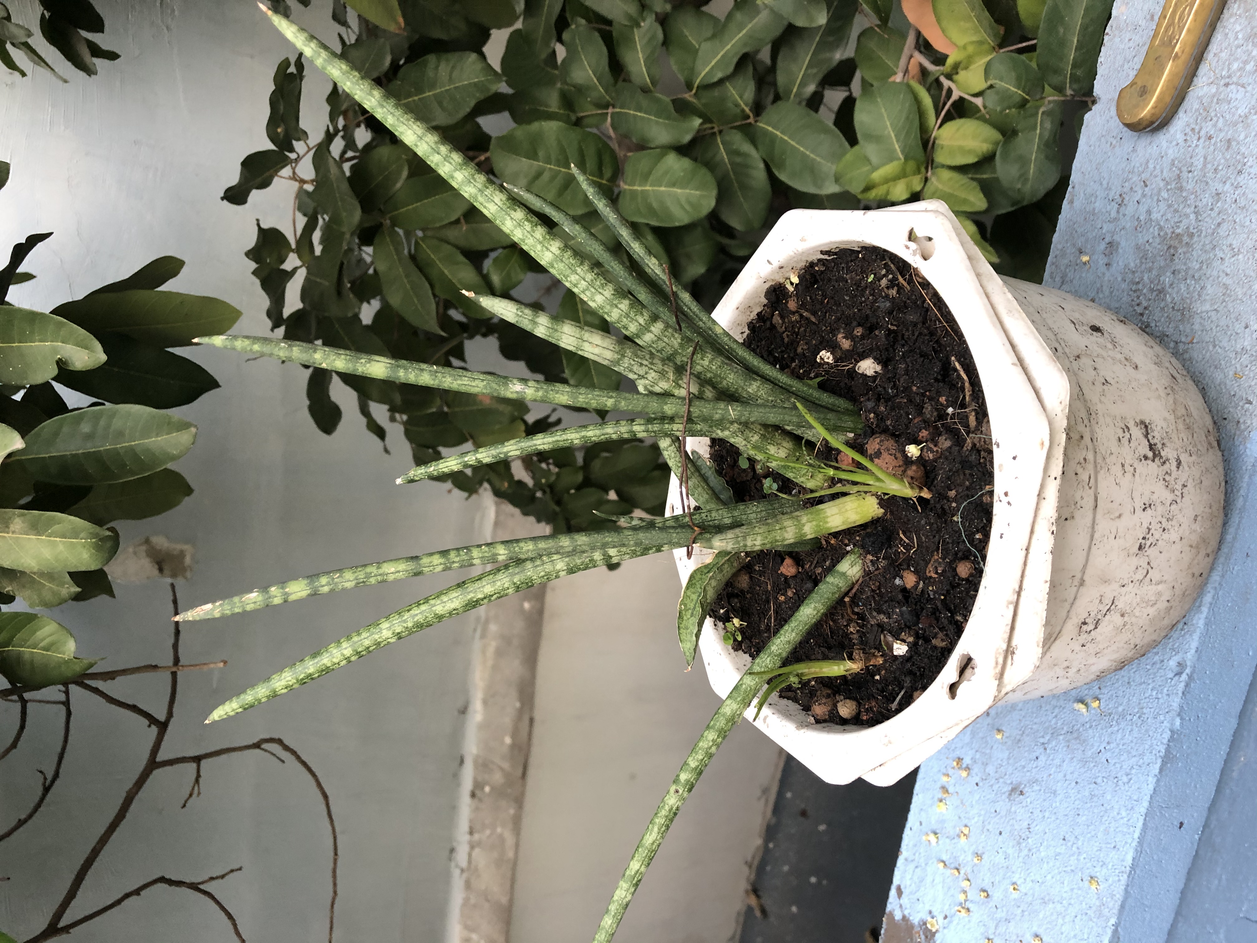 Cây ngà voi Cây ngà voi