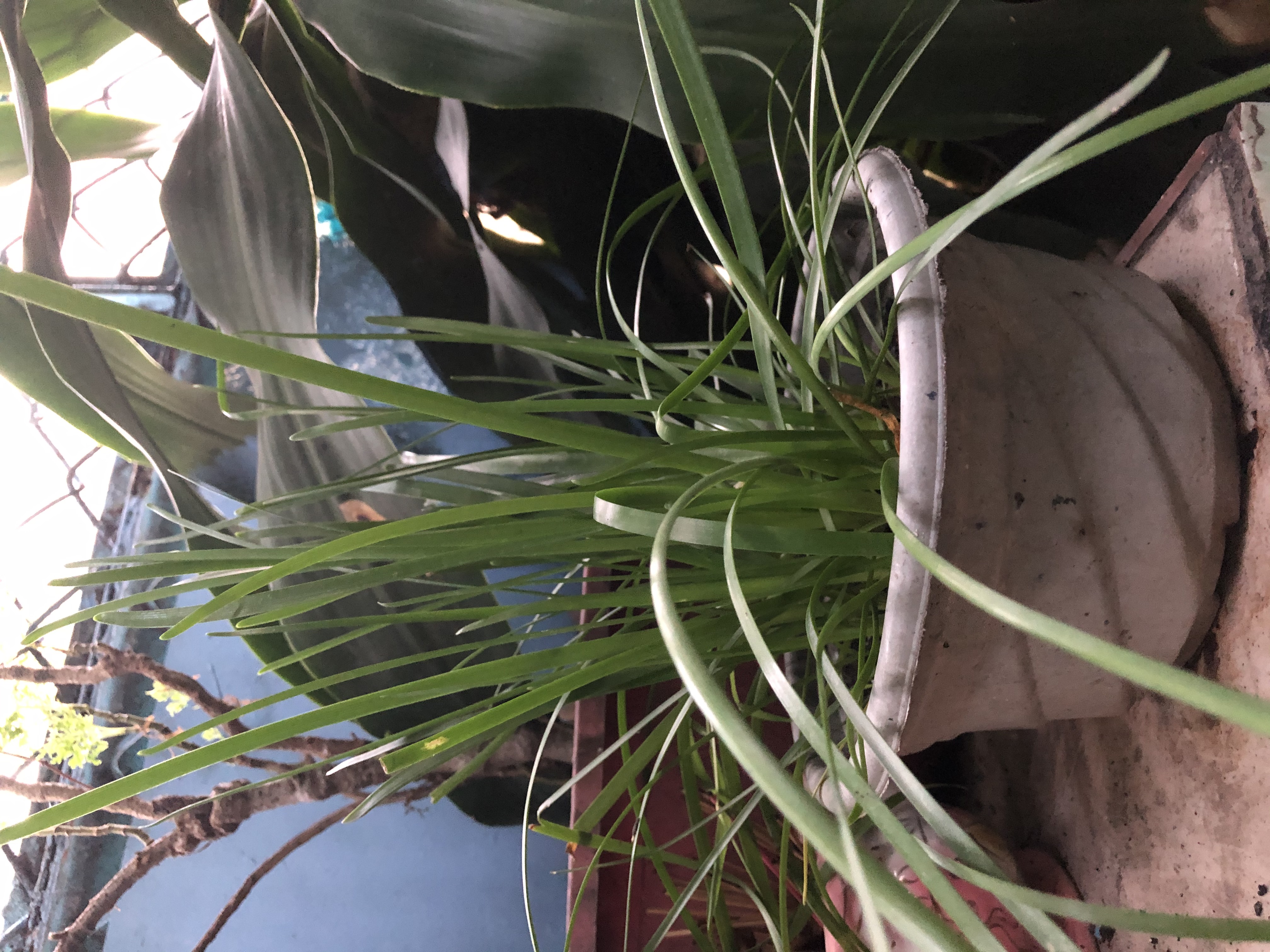 Ngải hẹ Ngải hẹ