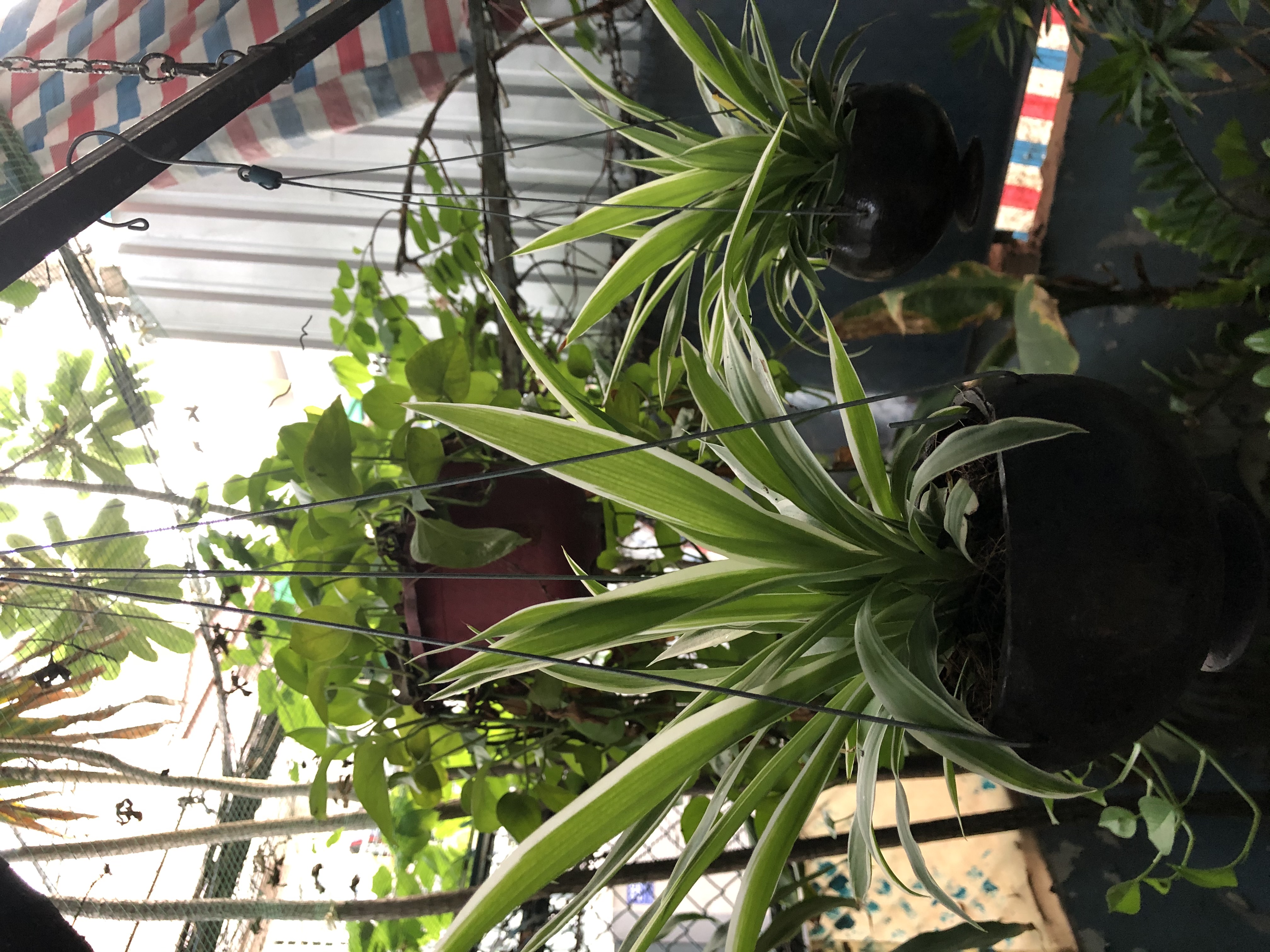 Ngải Quyến Ngải Quyến