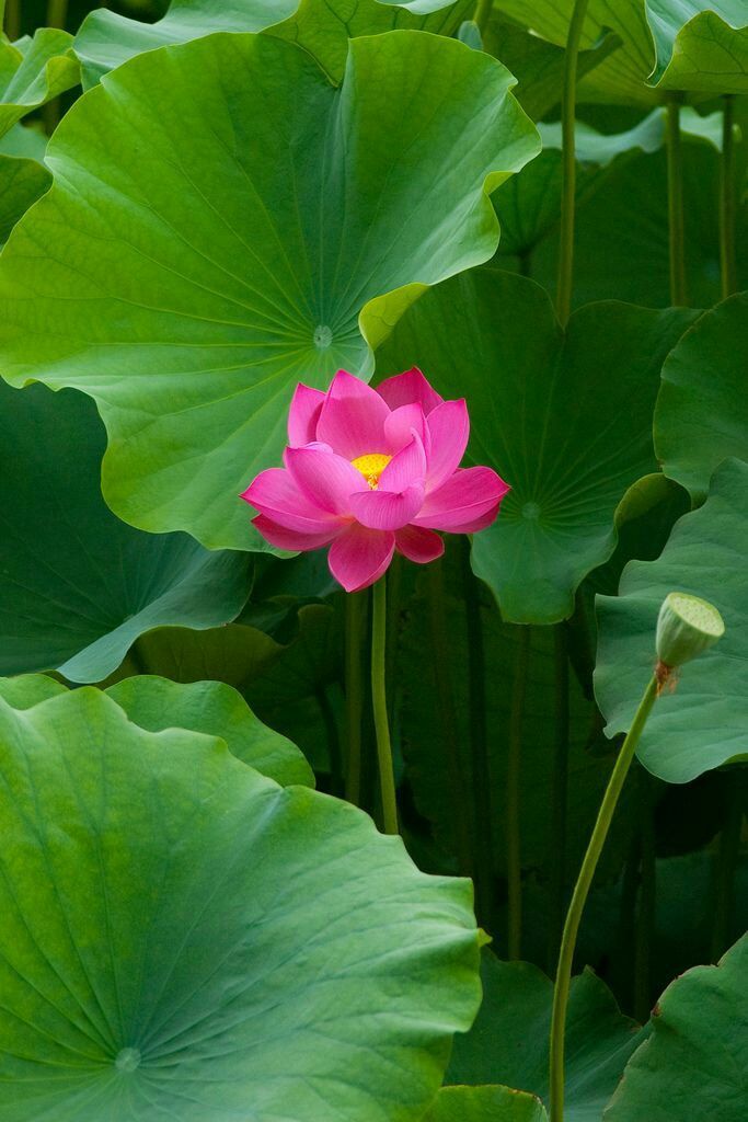 Sen hồng dâng ngày giỗ tổ sân khấu Sen hồng dâng ngày giỗ tổ sân khấu