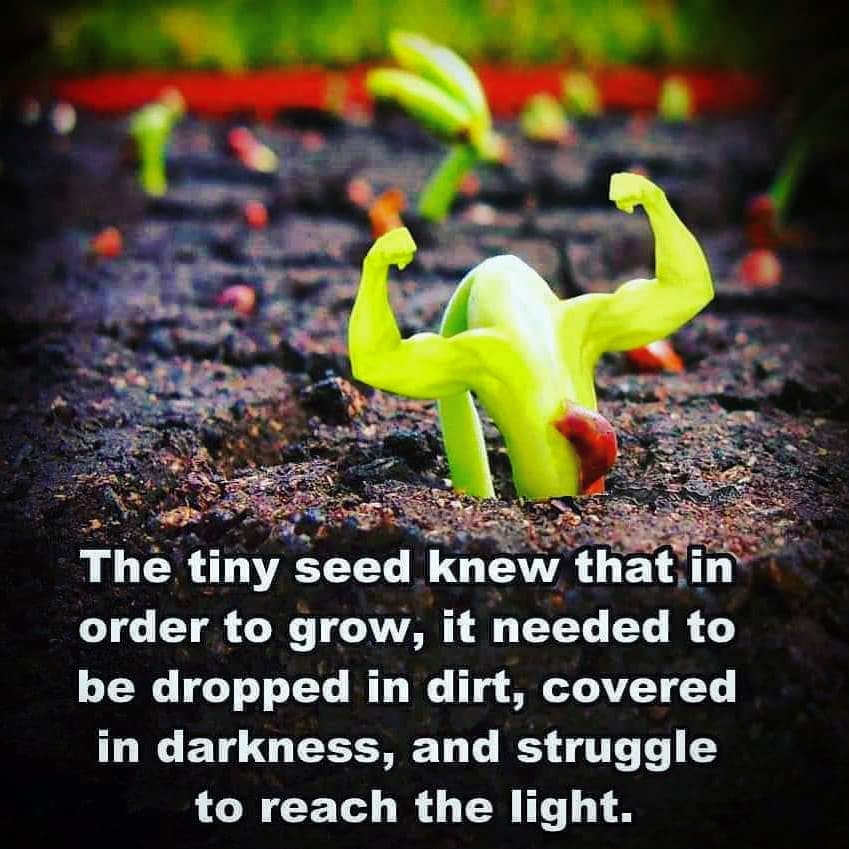 Nhịp điệu vũ trụ - cây muốn lớn cần vùi vào đất đen, người muốn trưởng thành phải đương đầu nghịch cảnh Nhịp điệu vũ trụ - cây muốn lớn cần vùi vào đất đen, người muốn trưởng thành phải đương đầu nghịch cảnh