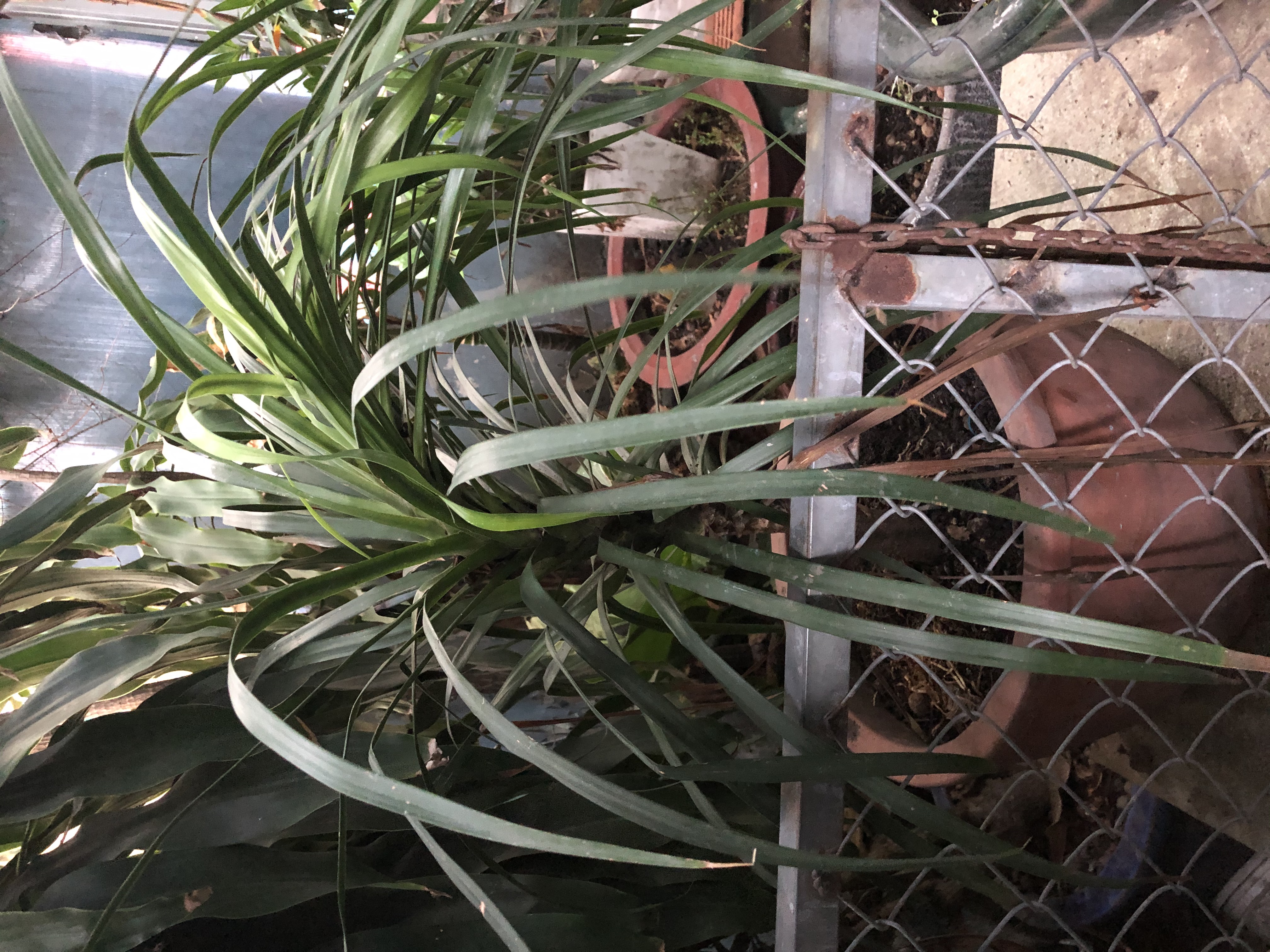 Phát tài núi Phát tài núi