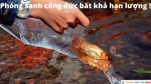 Phóng sanh công đức bất khả hạn lượng ! Phóng sanh công đức bất khả hạn lượng !