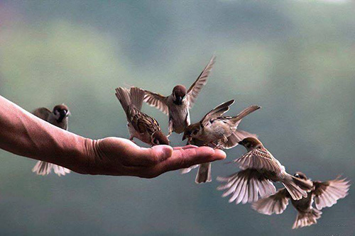 Phóng sinh chim giúp giải quan tụng, bệnh dịch Phóng sinh chim giúp giải quan tụng, bệnh dịch