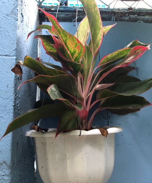 Cây Phú Quý Cây Phú Quý