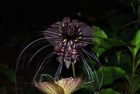 Râu Hùm - loại ngải đen dùng để luyện trận Râu Hùm - loại ngải đen dùng để luyện trận