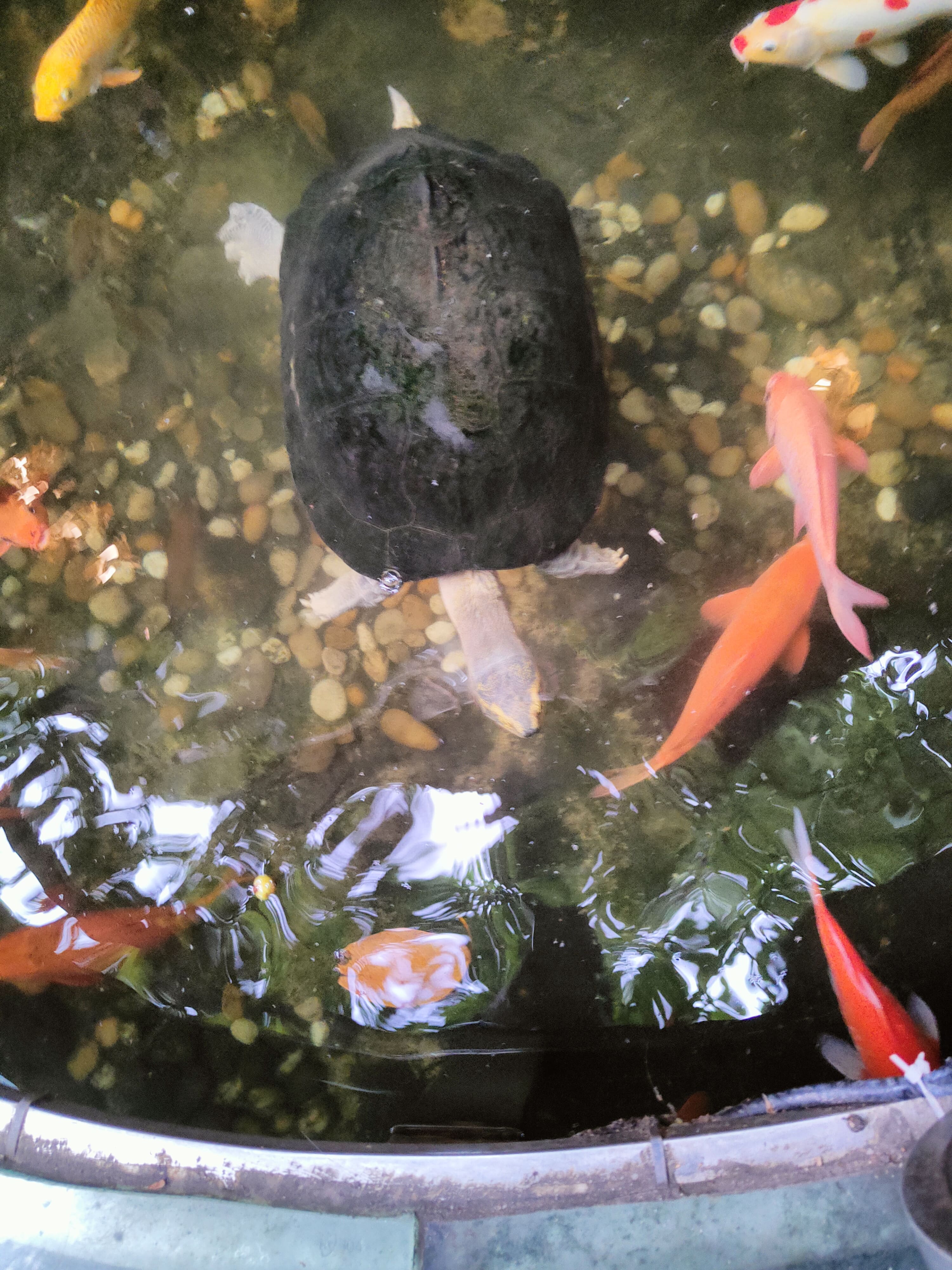 Có rùa giúp khách tai qua nạn khỏi, trường thọ, nhận bảo vệ, che chở từ Quý nhân Có rùa giúp khách tai qua nạn khỏi, trường thọ, nhận bảo vệ, che chở từ Quý nhân