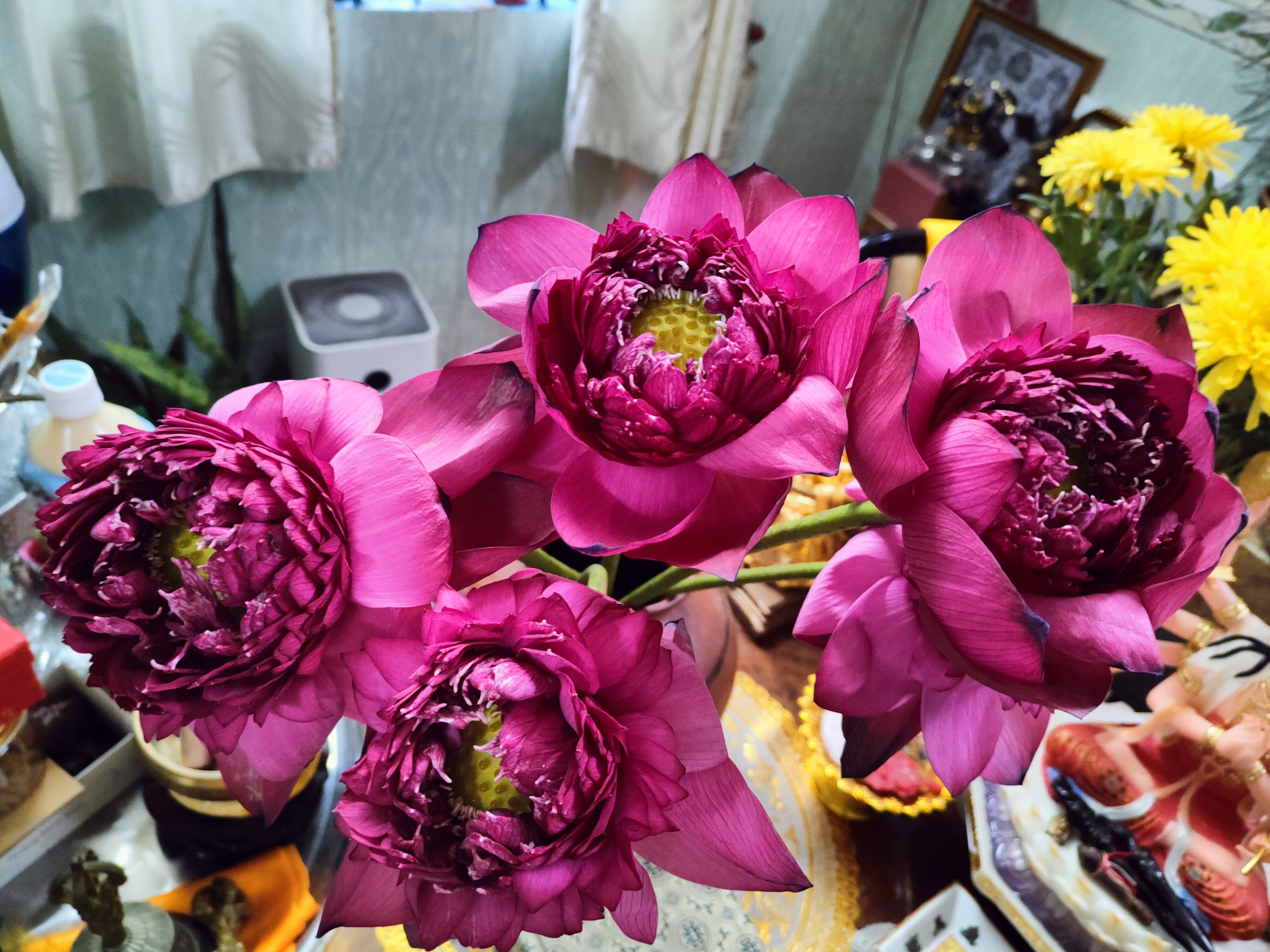 Vẻ đẹp sen đại đóa khách dâng cúng cho Yên Minh Hỷ Điện Vẻ đẹp sen đại đóa khách dâng cúng cho Yên Minh Hỷ Điện