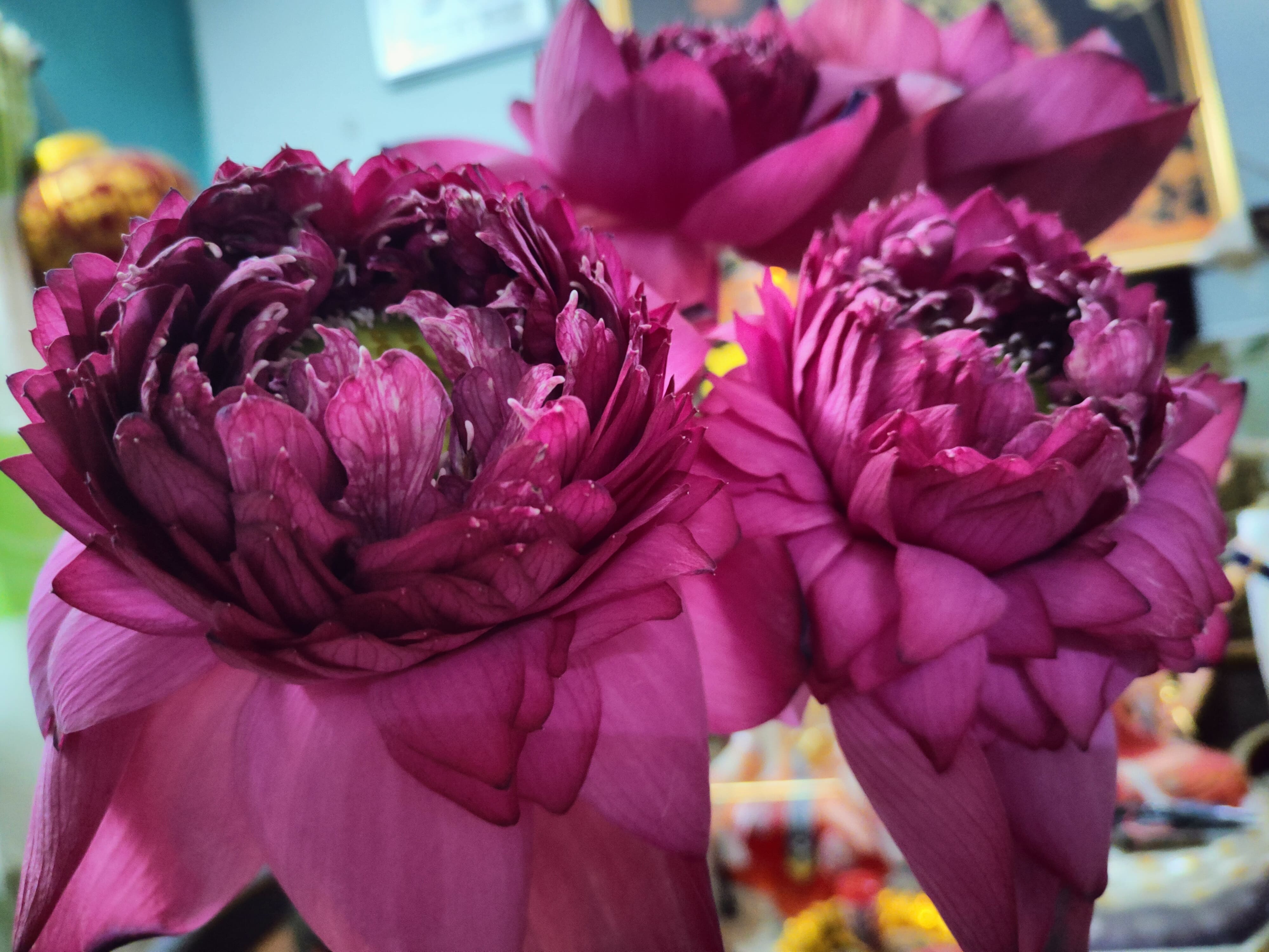 Sen mẫu đơn vì cánh hoa như hoa mẫu đơn của Trung Quốc Sen mẫu đơn vì cánh hoa như hoa mẫu đơn của Trung Quốc