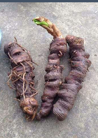 Thất Diệp Nhất Chi Hoa Thất Diệp Nhất Chi Hoa