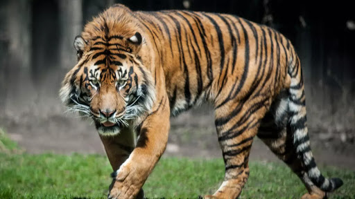 Thịt cọp Thịt cọp