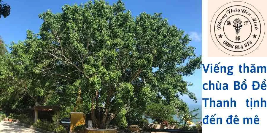 Xem phong thủy - Viếng chùa Bồ Đề, thanh tịnh đê mê