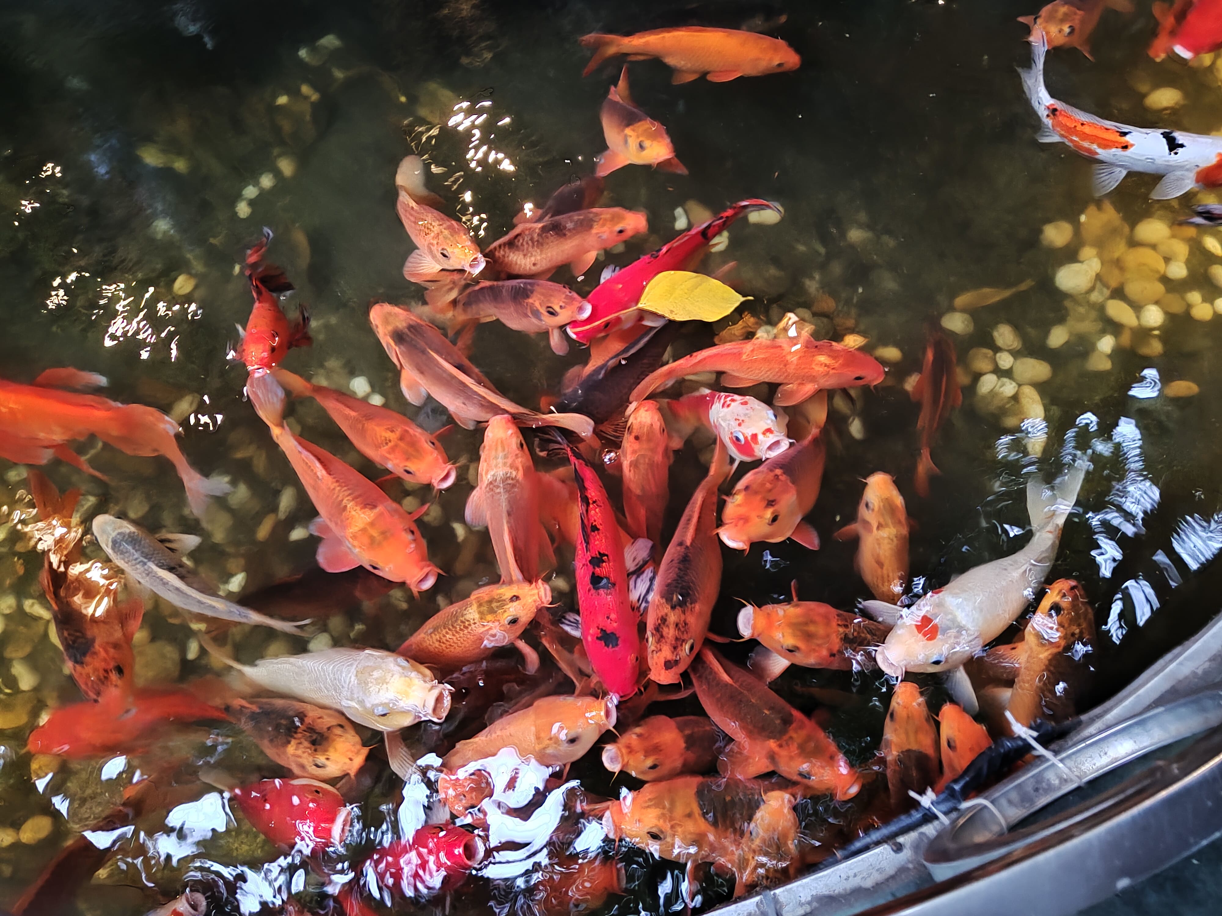 Có Thủy Pháp giúp khách nhận sinh khí may mắn, tài lộc suôn sẻ thuận lợi Có Thủy Pháp giúp khách nhận sinh khí may mắn, tài lộc suôn sẻ thuận lợi