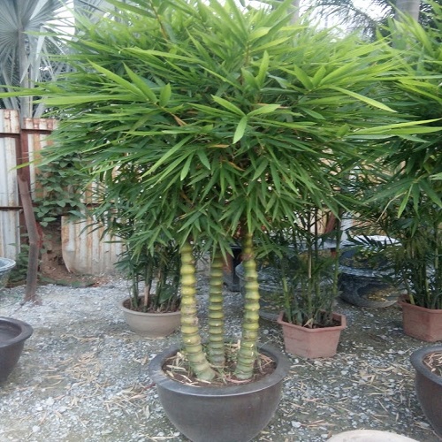 Trúc Quan Âm - Vật phẩm giải tam sát hiệu quả Trúc Quan Âm - Vật phẩm giải tam sát hiệu quả