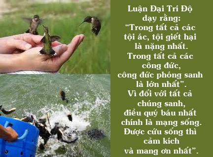 Ý nghĩa phóng sanh Ý nghĩa phóng sanh