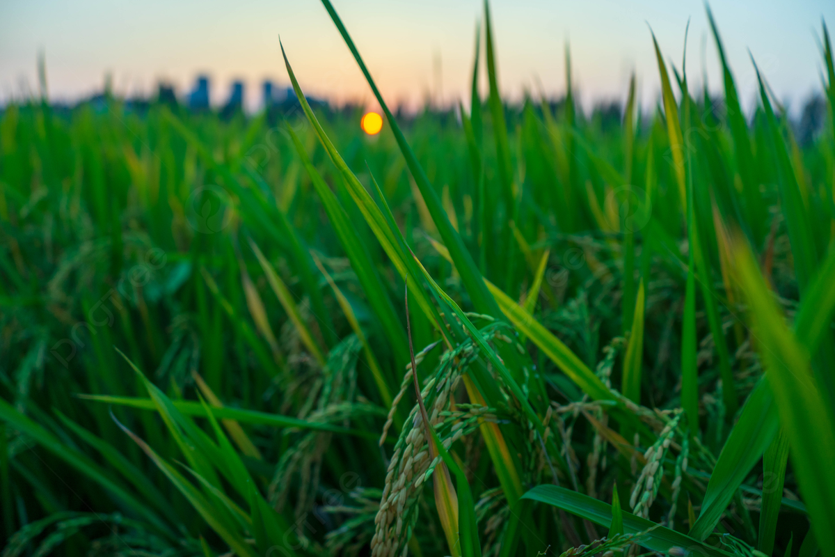 cây lúa dùng 6-Benzylaminopurine (BAP)