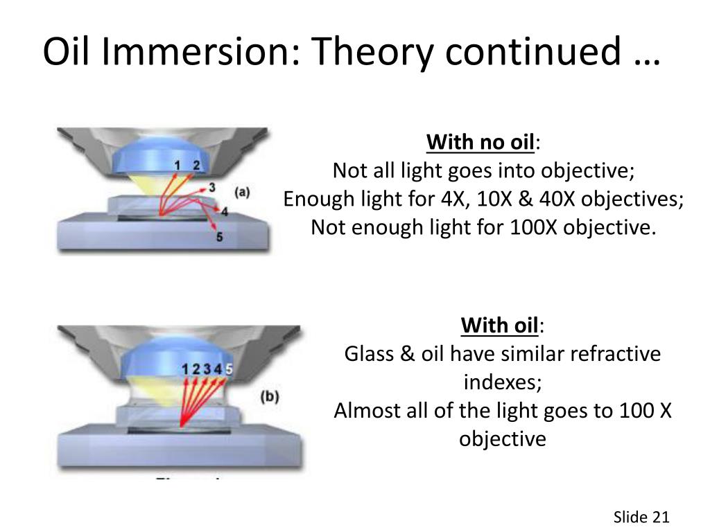 Dầu soi kính hiển vi