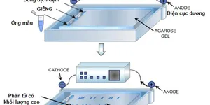 KỸ THUẬT ĐIỆN DI NGANG TRÊN GEL AGAROSE