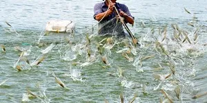 Độ mặn là gì? Ý nghĩa của độ mặn đối với nuôi trồng thủy sản và nơi mua thiết bị đo độ mặn uy tín.