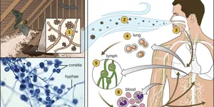 TÌM HIỂU VỀ NẤM MEM, NẤM MỐC TRONG THỰC PHẨM- HƯỚNG DẪN CÁCH PHÁT HIỆN NẤM MEN&MỐC BẰNG TEST NHANH SUNCOLI