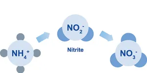 Tại Sao Cần Kiểm Tra Các Chỉ Số Nito Ở Nước Thải Đầu Vào?