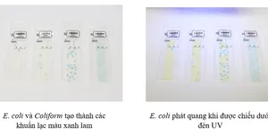 CÁCH SỬ DỤNG GIẤY PHÁT HIỆN COLIFORM/E.COLI- SUNCOLI (X-TYPE) (LOẠI 06)