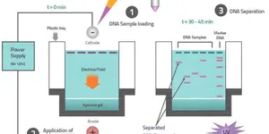 CÁC LƯU Ý KHI ĐIỆN DI DNA TRÊN GEL AGAROSE