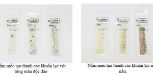 CÁCH SỬ DỤNG GIẤY PHÁT HIỆN NẤM MỐC & NẤM MEN (LOẠI 07)