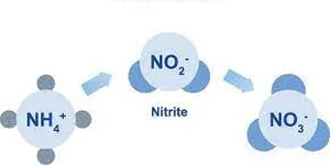 NITƠ TỔNG TRONG NƯỚC THẢI VÀ CÁC ĐIỀU CẦN BIẾT VỀ NITƠ TỔNG