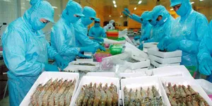 TÌM HIỂU VỀ QUI TRÌNH CHẾ BIẾN TÔM ĐÔNG LẠNH