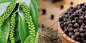 HẠT TIÊU ĐEN (Piper nigrum L.) - QUI ĐỊNH KỸ THUẬT- TIÊU CHUẨN VIỆT NAM  TCVN 7036 : 2008