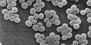 VI KHUẨN STAPHYLOCOCCUS TÁC NHÂN GÂY NGỘ ĐỘC THỰC PHẨM- HƯỚNG DẪN GIẤY PHÁT HIỆN STAPHYLOCOCCUS
