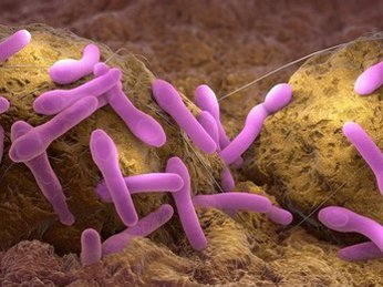 Vi khuẩn Clostridium botulinum là gì? Triệu chứng và cách phòng ngừa