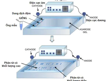 KỸ THUẬT ĐIỆN DI NGANG TRÊN GEL AGAROSE