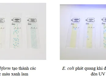 CÁCH SỬ DỤNG GIẤY PHÁT HIỆN COLIFORM/E.COLI- SUNCOLI (X-TYPE) (LOẠI 06)