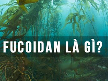 Fucoidan- hợp chất bảo vệ sức khỏe có nguồn gốc từ tảo biển