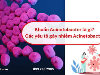 Khuẩn Acinetobacter là gì? Các yếu tố gây nhiễm Acinetobacter