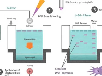 CÁC LƯU Ý KHI ĐIỆN DI DNA TRÊN GEL AGAROSE