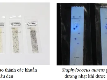 CÁCH SỬ DỤNG GIẤY PHÁT HIỆN STAPHYLOCOCCUS- SUNCOLI (LOẠI 02)