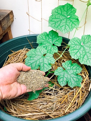 bón phân thỏ cho cây bón phân thỏ cho cây