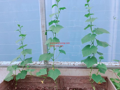 thân cây dưa leo thân cây dưa leo