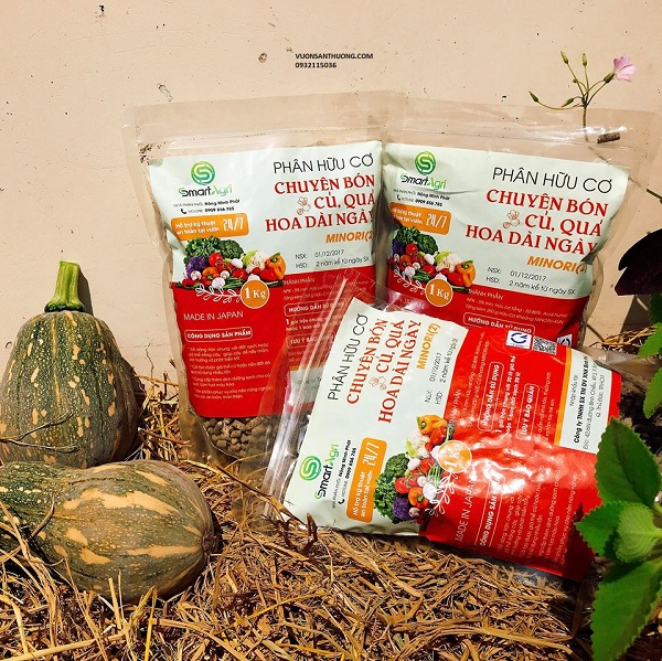 MINORI CỦ QUẢ MINORI CỦ QUẢ