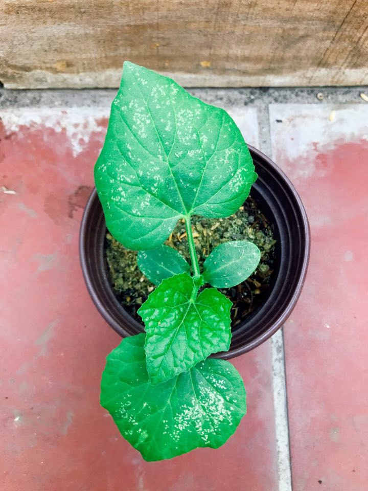 cây không phun Dầu Neem phòng cây không phun Dầu Neem phòng