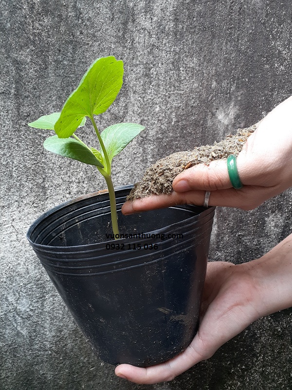 bón phân dê xay mịn bón phân dê xay mịn