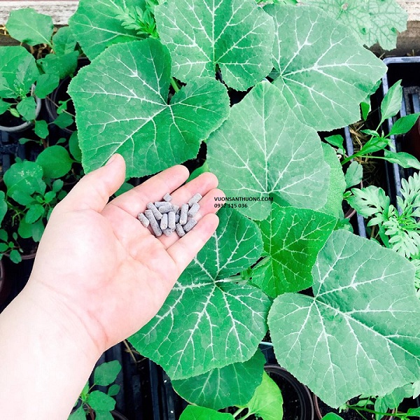 bón phân gà hữu cơ dạng viên cho cây bón phân gà hữu cơ dạng viên cho cây
