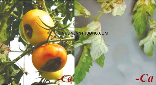 cà chua thiếu canxi cà chua thiếu Canxi