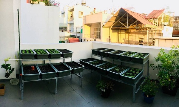 cây rau tuần 1 cây rau tuần 1