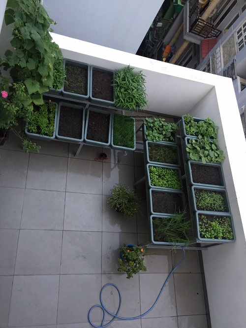 cây sau 1 tháng cây sau 1 tháng