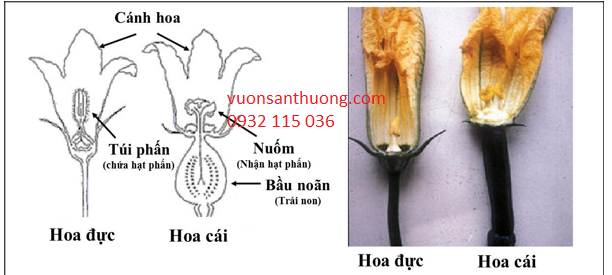 giải phẩu hoa dưa leo đực và cái giải phẩu hoa dưa leo đực và cái