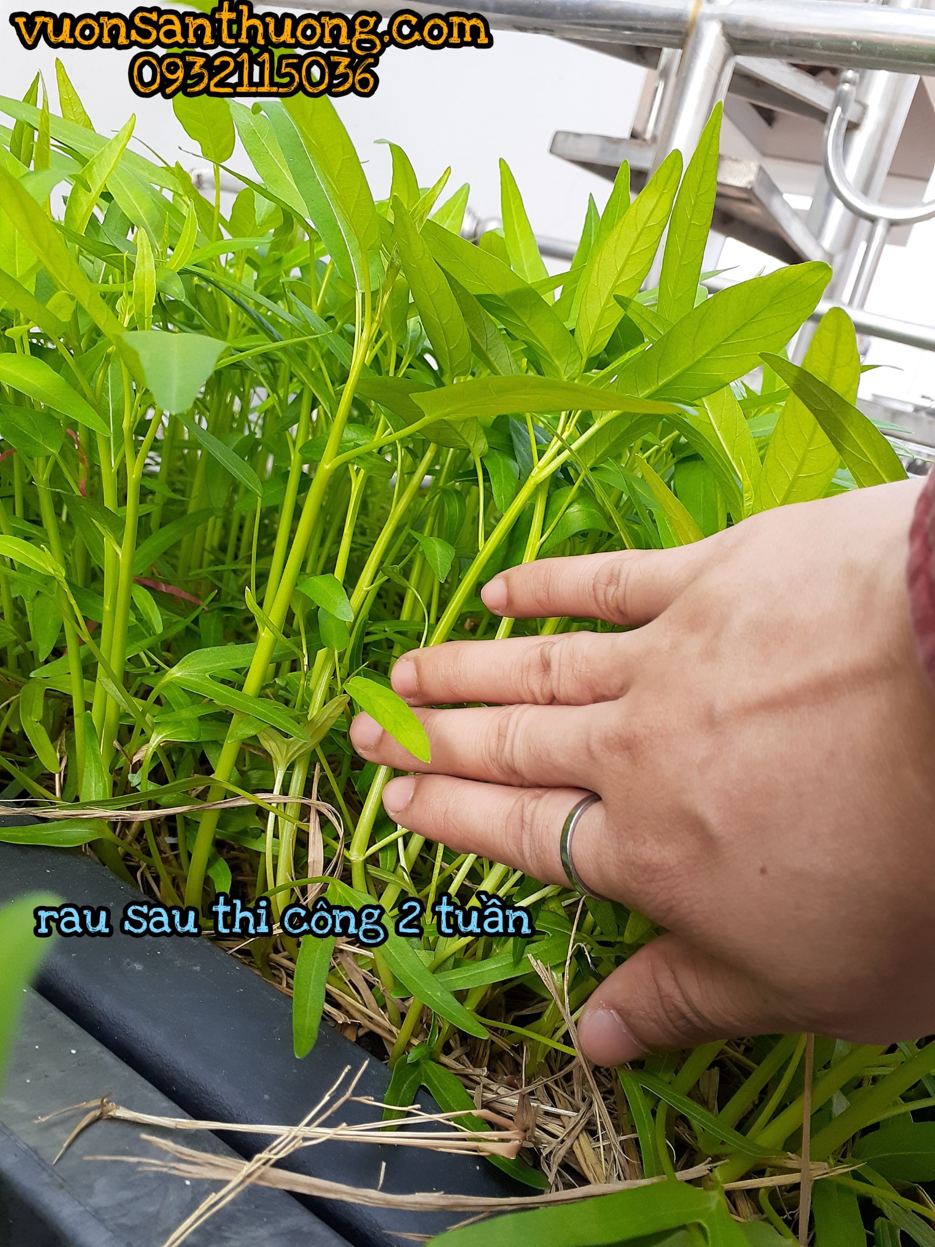 hai tuần sau thi công hai tuần sau thi công